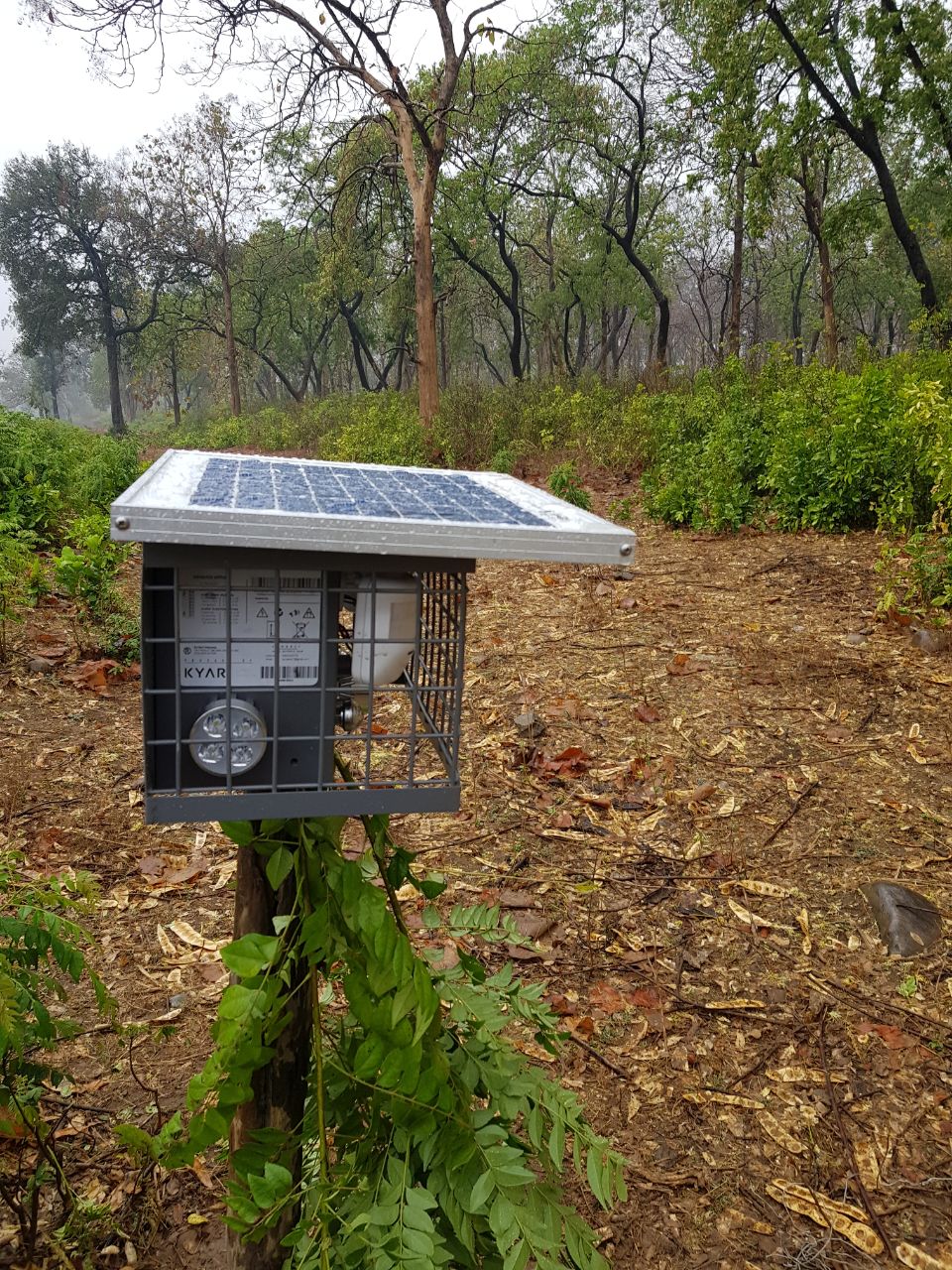 How to easily prevent wild animals from damaging crops. Kyari