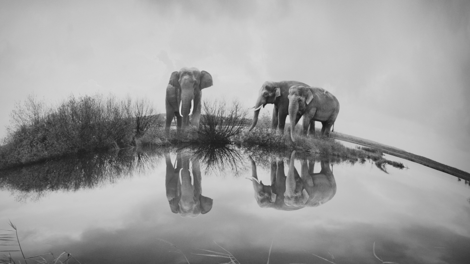 7 Must-Watch Wildlife Documentaries for Wildlife Enthusiasts - Kyari