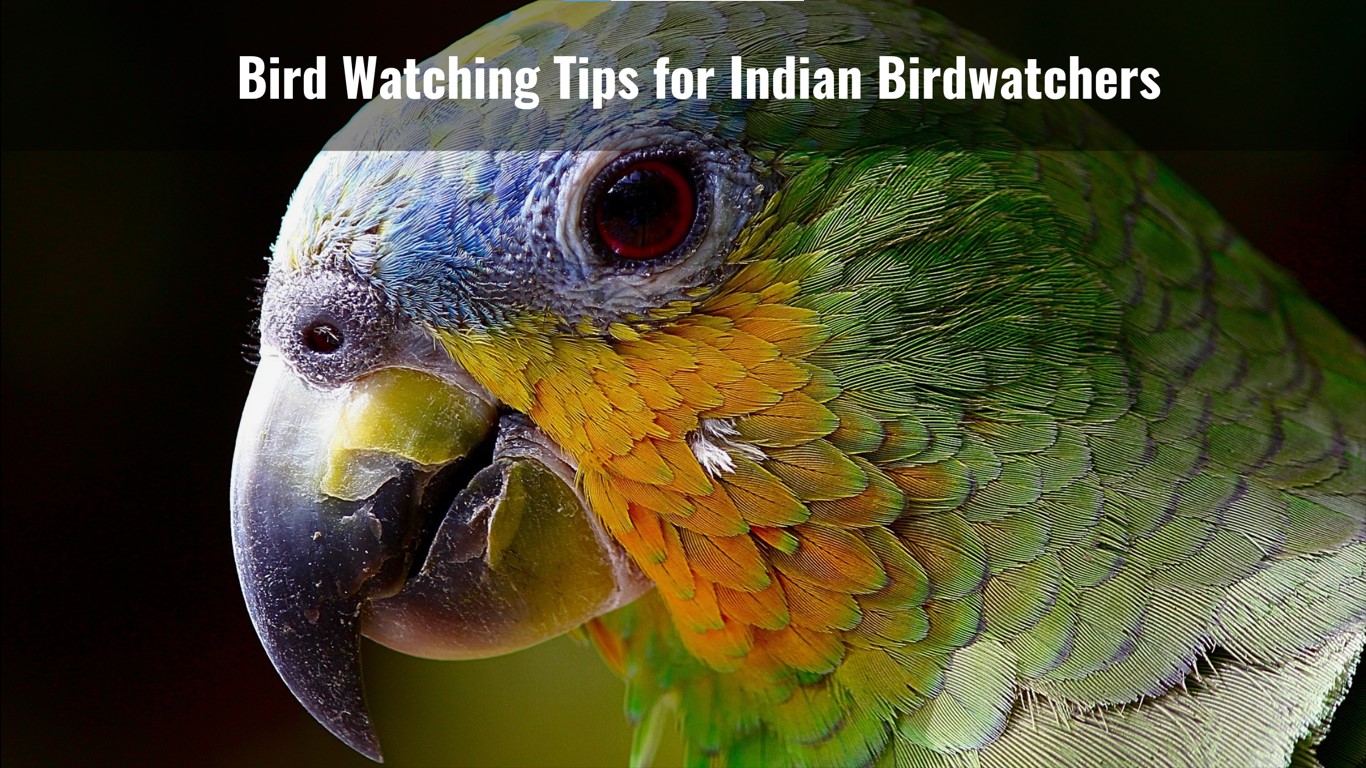 advice-for-birdwatchers_img6